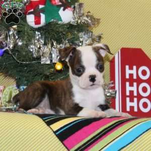 Myrrh, Boston Terrier Puppy